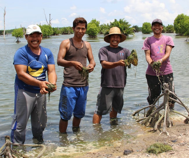 Borneo Tiger Prawns - Farmers collecting algae to reinforce natural pond barrier (2)