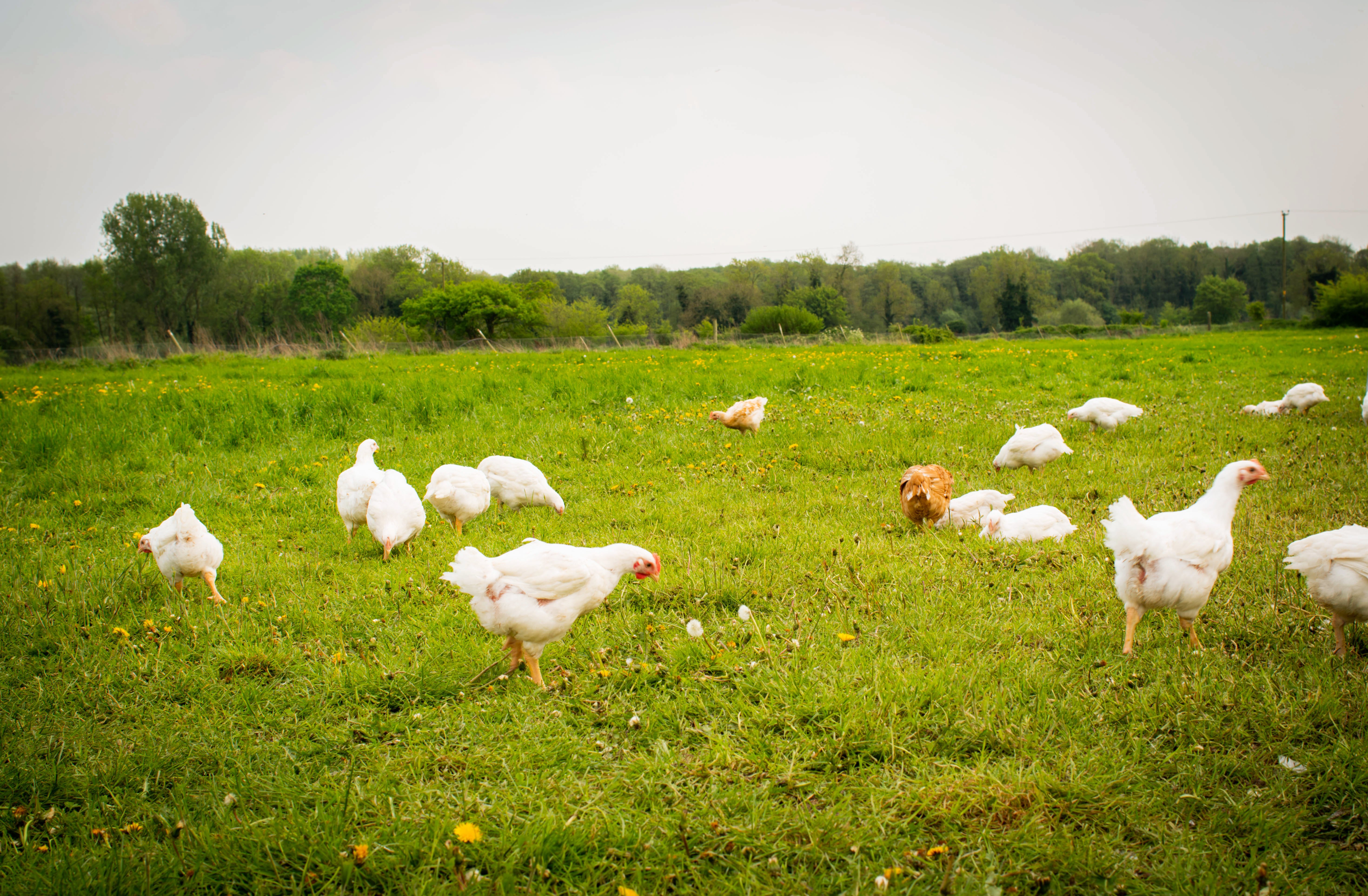 Norfolk Poultry photos May 2018-15 Norfolk Poultry photos May 2018-15