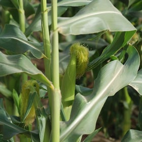 Sweetcorn young 1