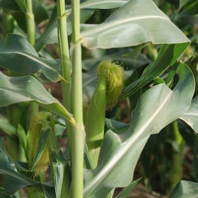 Sweetcorn young 1 Sweetcorn young 1