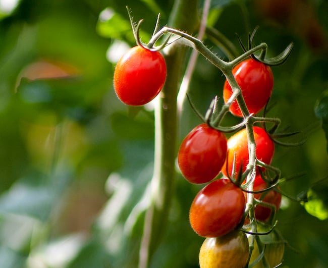 TomatoStall TomatoStall