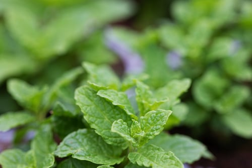 Vitacress Mint Vitacress Mint