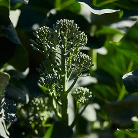 barfoots-broccoli barfoots-broccoli
